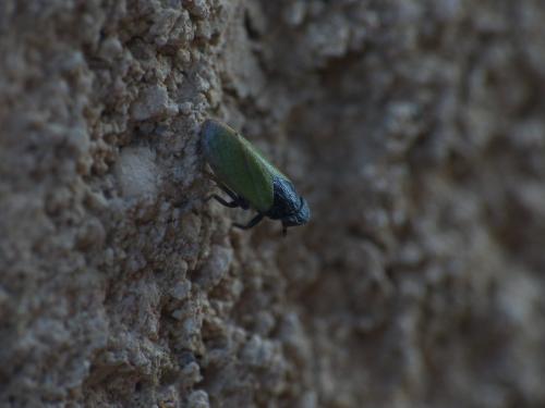 Tettigometra laeta